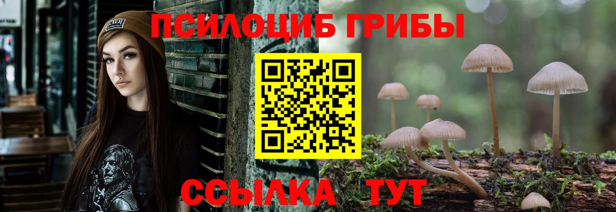 Псилоцибиновые грибы Cubensis Кингисепп